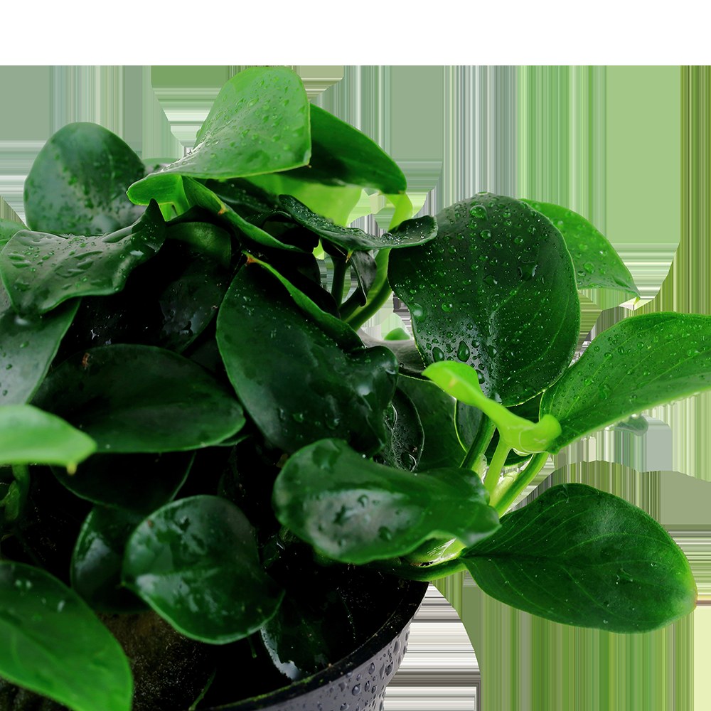 Anubias barteri 'Petite' — Potted