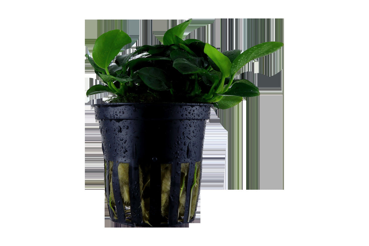 Anubias barteri 'Petite' — Potted