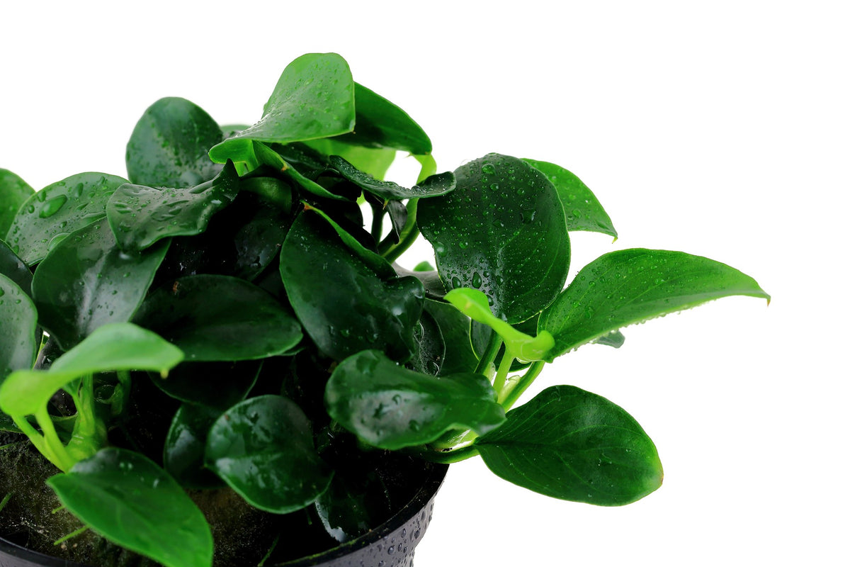 Anubias barteri 'Petite' — Potted