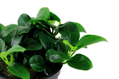 Anubias barteri 'Petite' — Potted