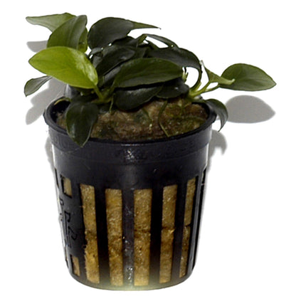 Anubias barteri 'Petite' — Potted