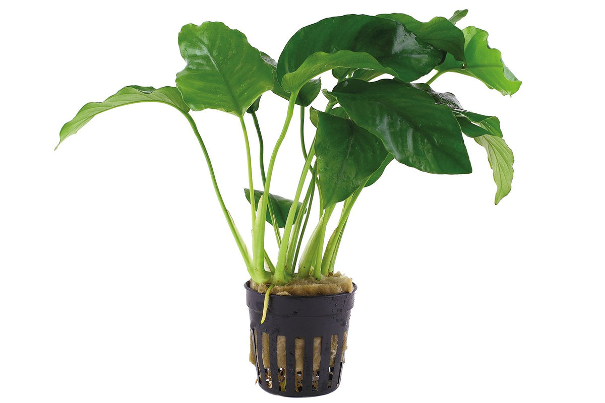 Anubias barteri var. barteri - Potted Aquarium Plant — Potted