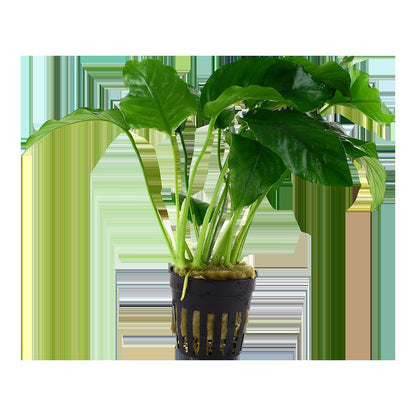 Anubias barteri var. barteri - Potted Aquarium Plant — Potted
