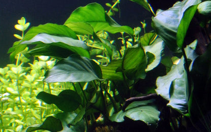 Anubias barteri var. barteri - Potted Aquarium Plant — Potted