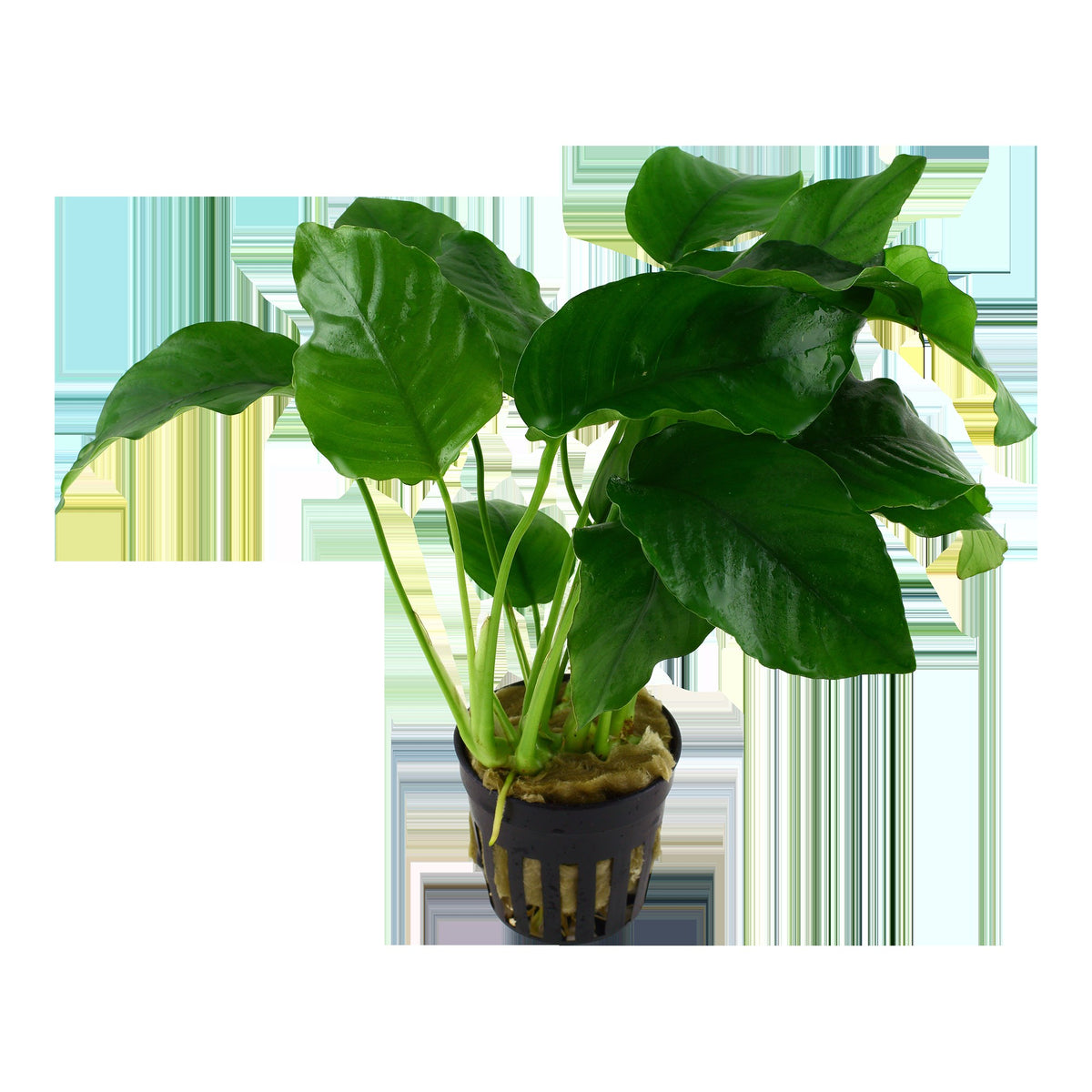 Anubias barteri var. barteri - Potted Aquarium Plant — Potted