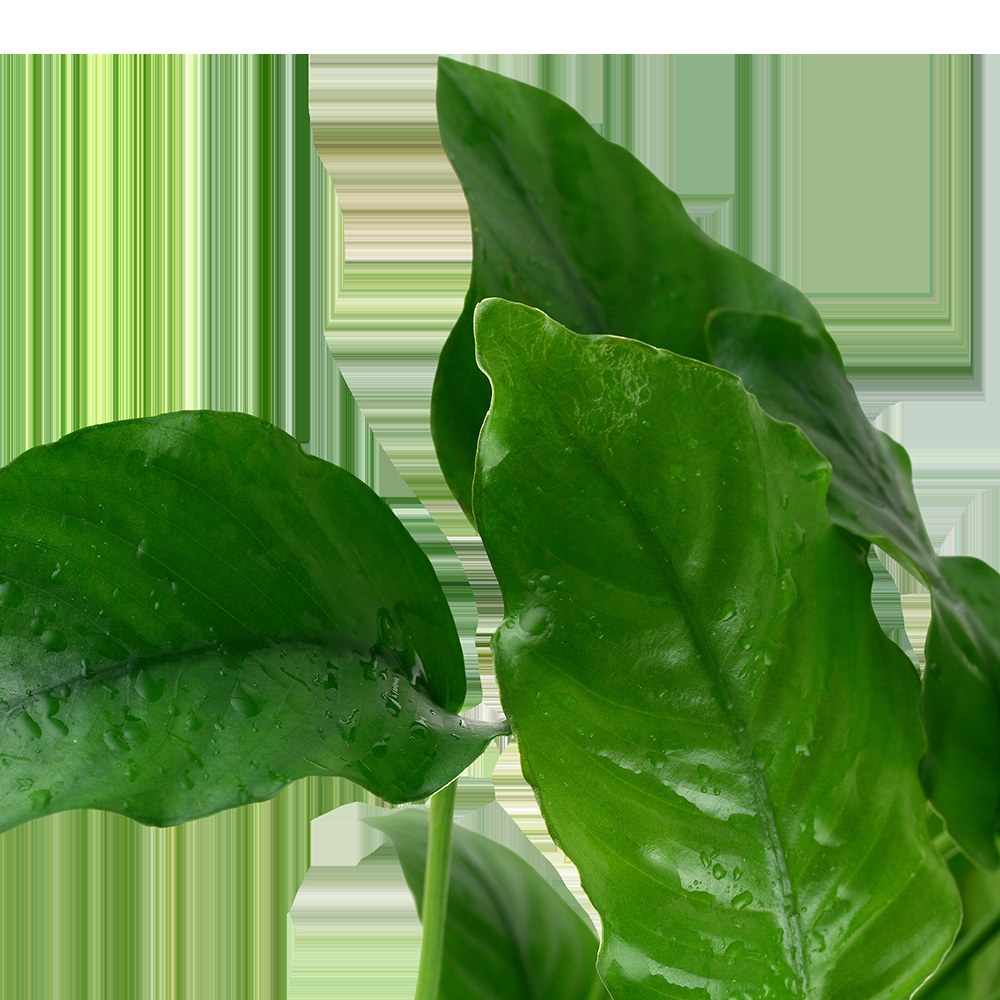 Anubias barteri var. barteri - Potted Aquarium Plant — Potted