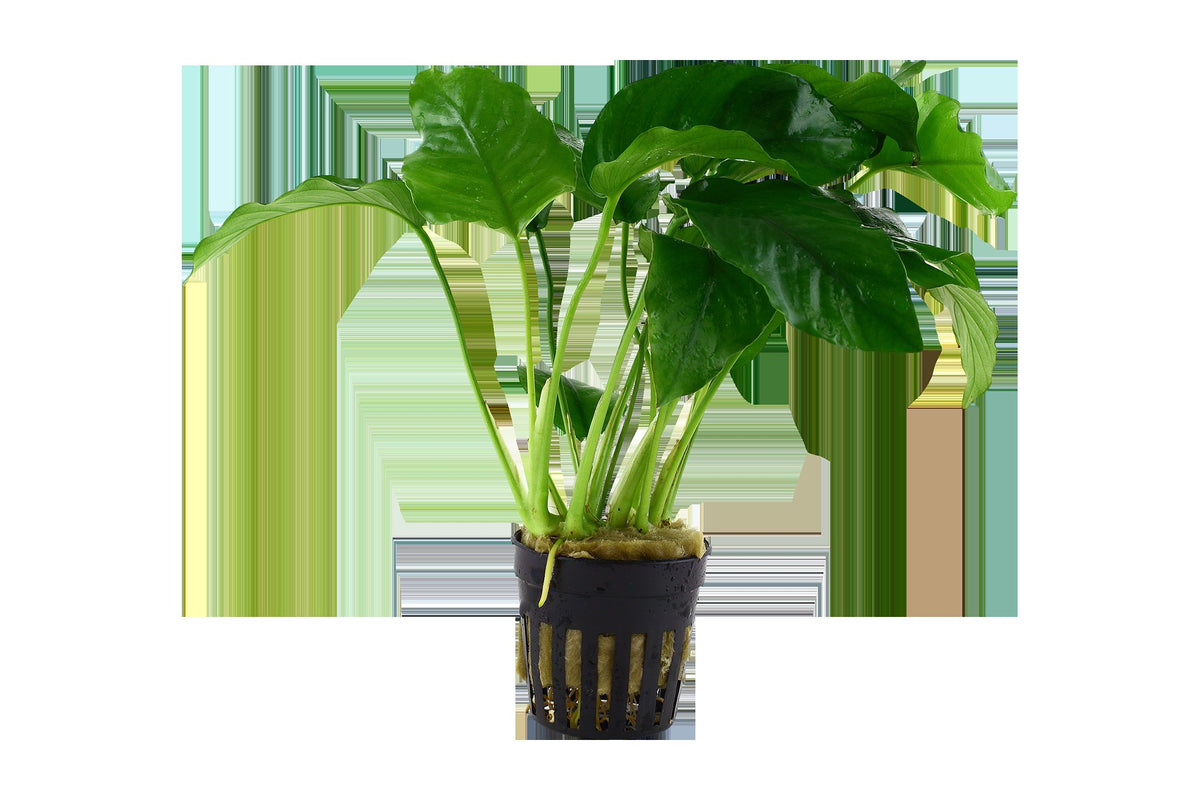 Anubias barteri var. barteri - Potted Aquarium Plant — Potted