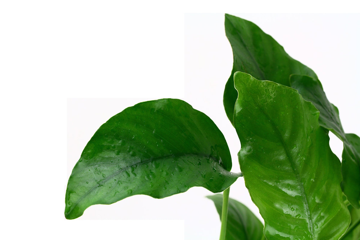 Anubias barteri var. barteri - Potted Aquarium Plant — Potted