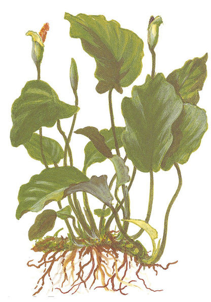 Anubias barteri var. barteri - Potted Aquarium Plant — Potted