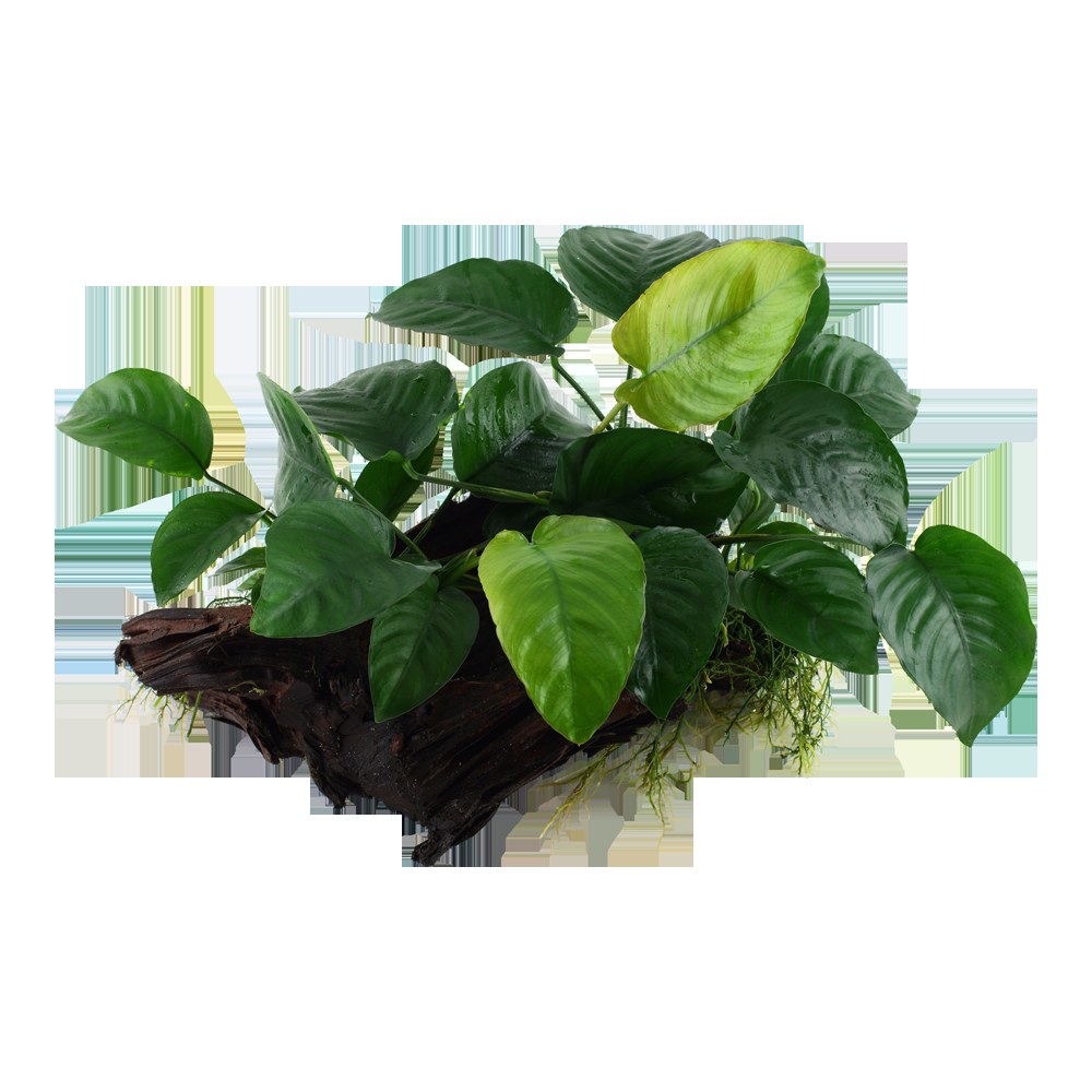 Anubias barteri var. caladiifolia on Wood — XL