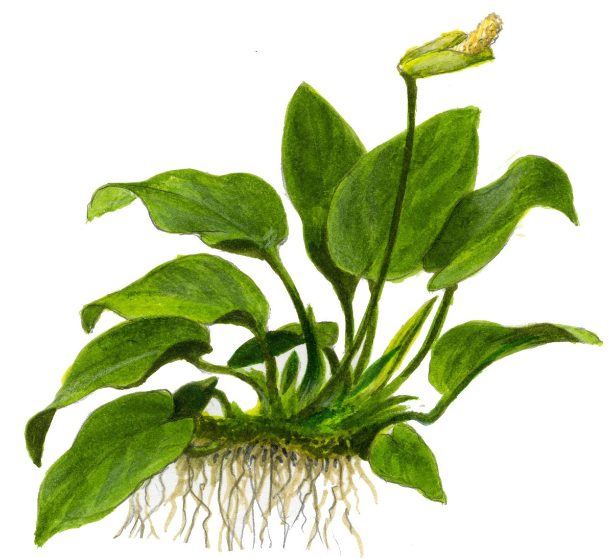 Anubias barteri var. caladiifolia on Wood — XL