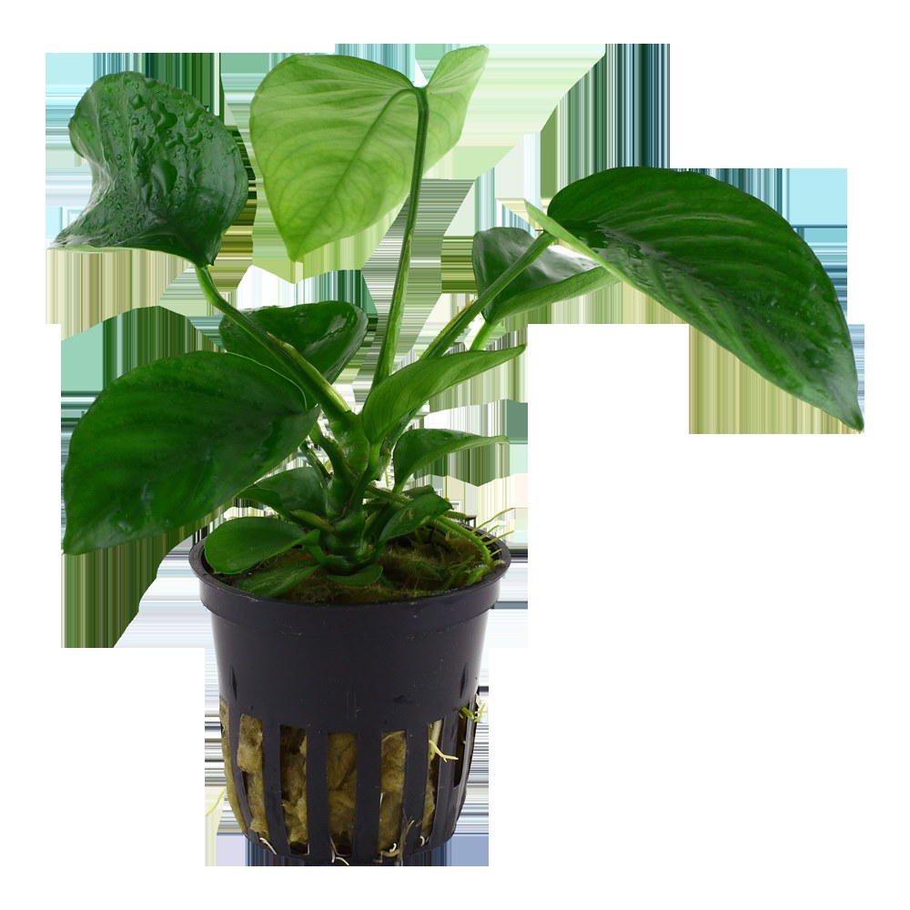 Anubias barteri var. caladiifolia — Potted