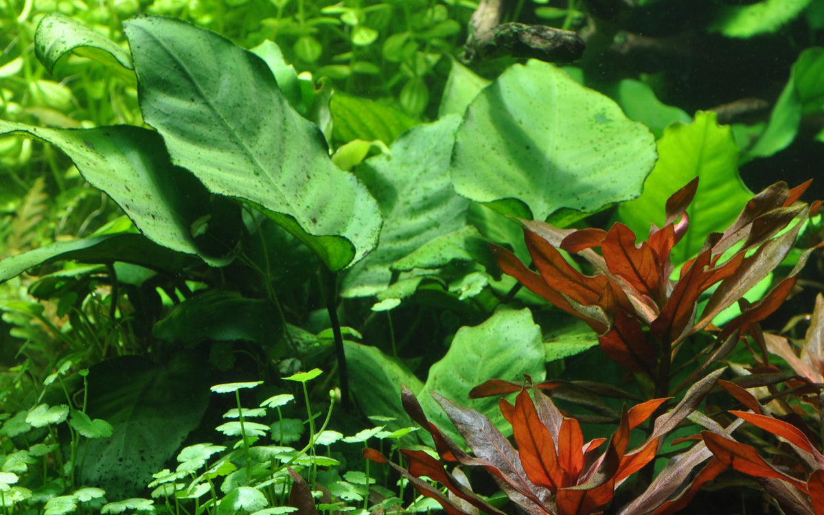 Anubias barteri var. caladiifolia — Potted