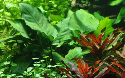Anubias barteri var. caladiifolia — Potted