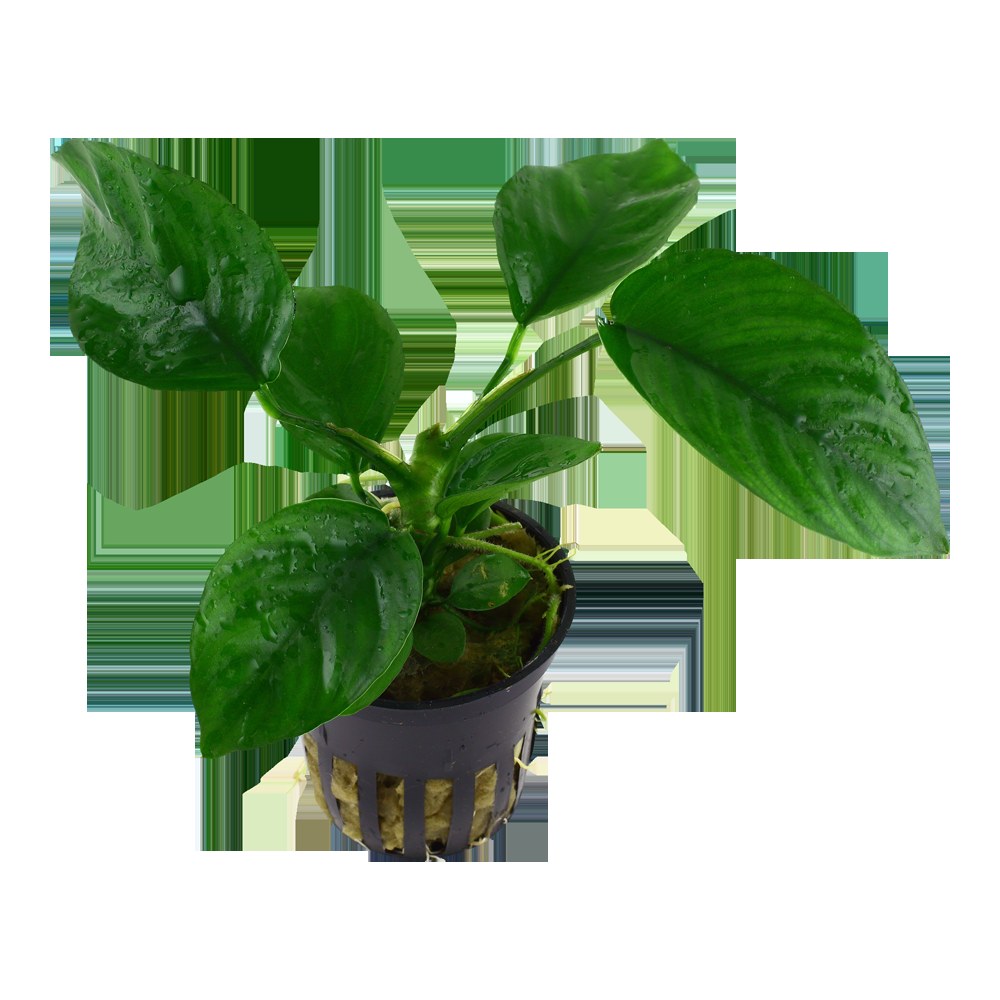 Anubias barteri var. caladiifolia — Potted