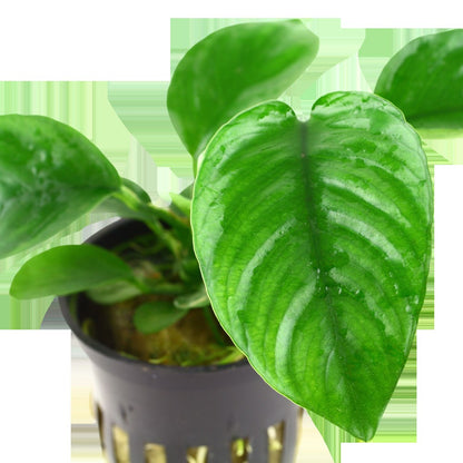 Anubias barteri var. caladiifolia — Potted
