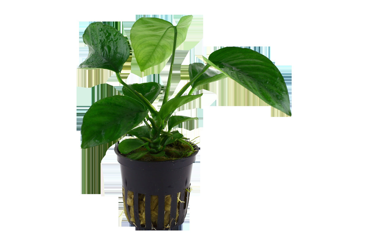 Anubias barteri var. caladiifolia — Potted