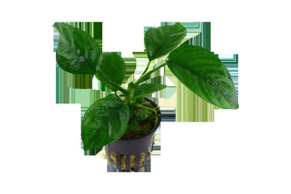 Anubias barteri var. caladiifolia — Potted