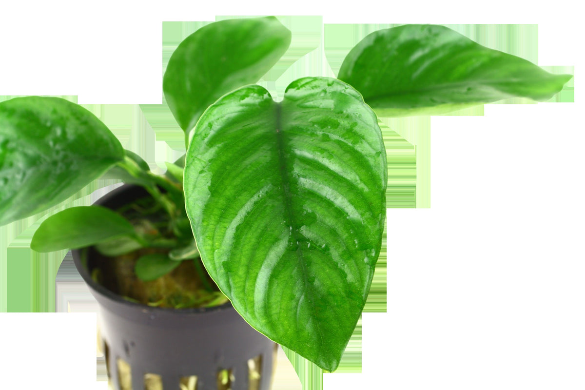 Anubias barteri var. caladiifolia — Potted