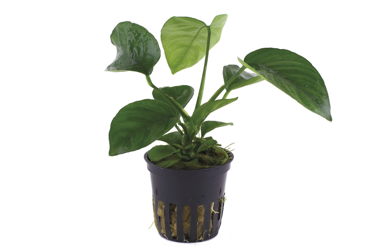Anubias barteri var. caladiifolia — Potted