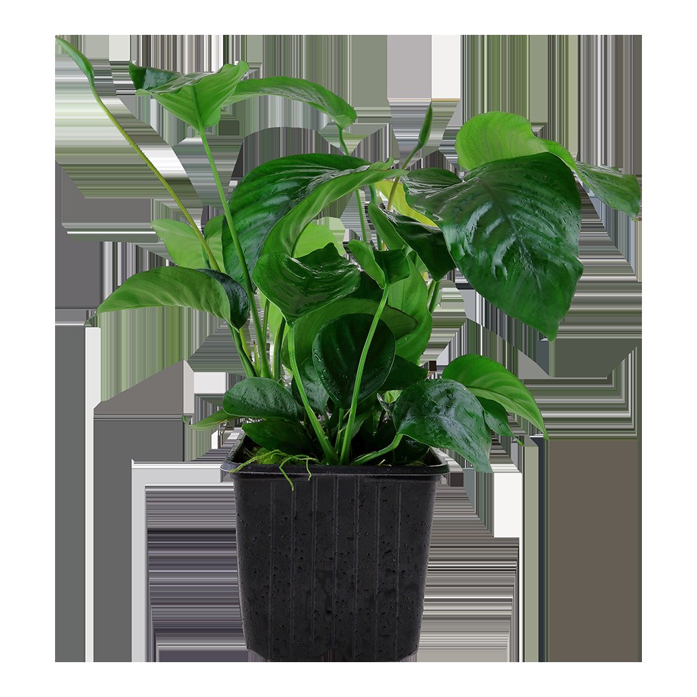 Anubias barteri var. caladiifolia — XL mother plant