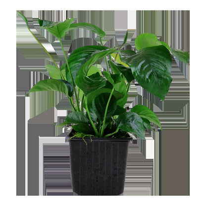 Anubias barteri var. caladiifolia — XL mother plant