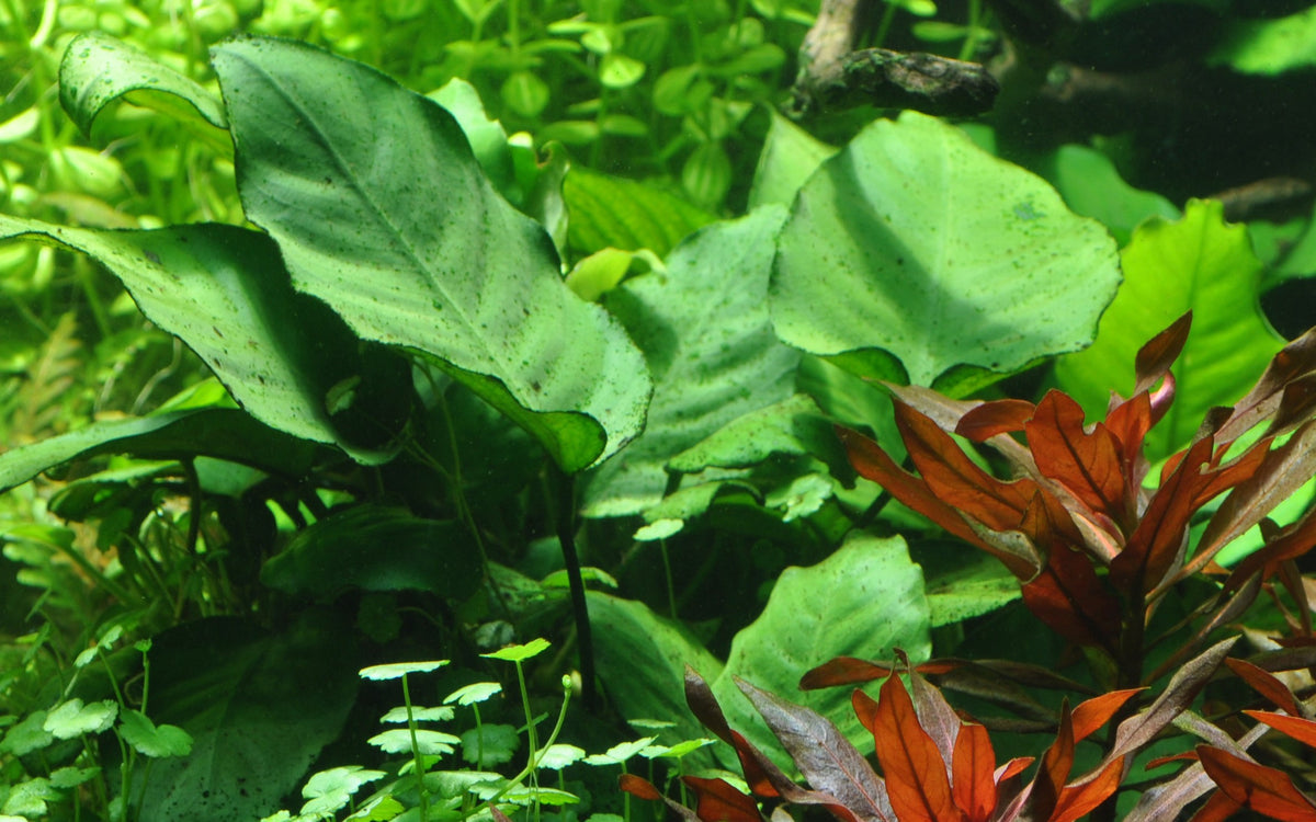 Anubias barteri var. caladiifolia — XL mother plant