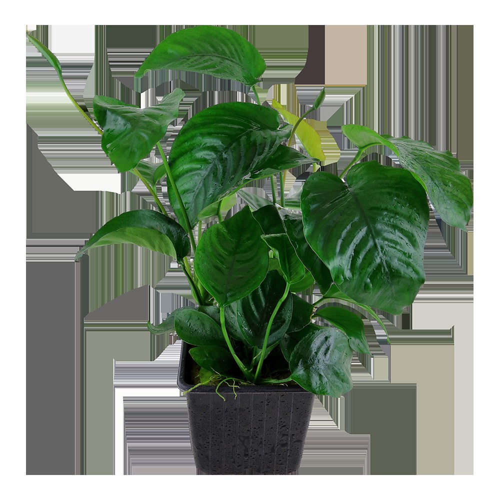 Anubias barteri var. caladiifolia — XL mother plant