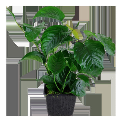 Anubias barteri var. caladiifolia — XL mother plant