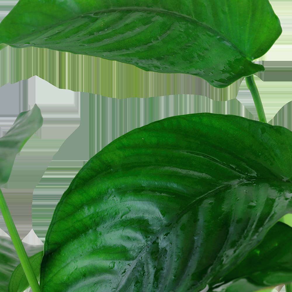 Anubias barteri var. caladiifolia — XL mother plant