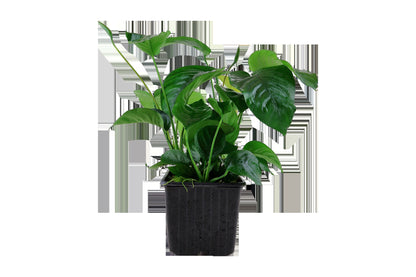 Anubias barteri var. caladiifolia — XL mother plant