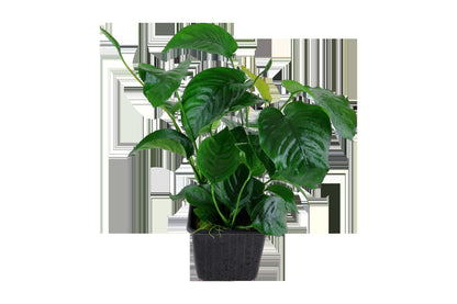 Anubias barteri var. caladiifolia — XL mother plant