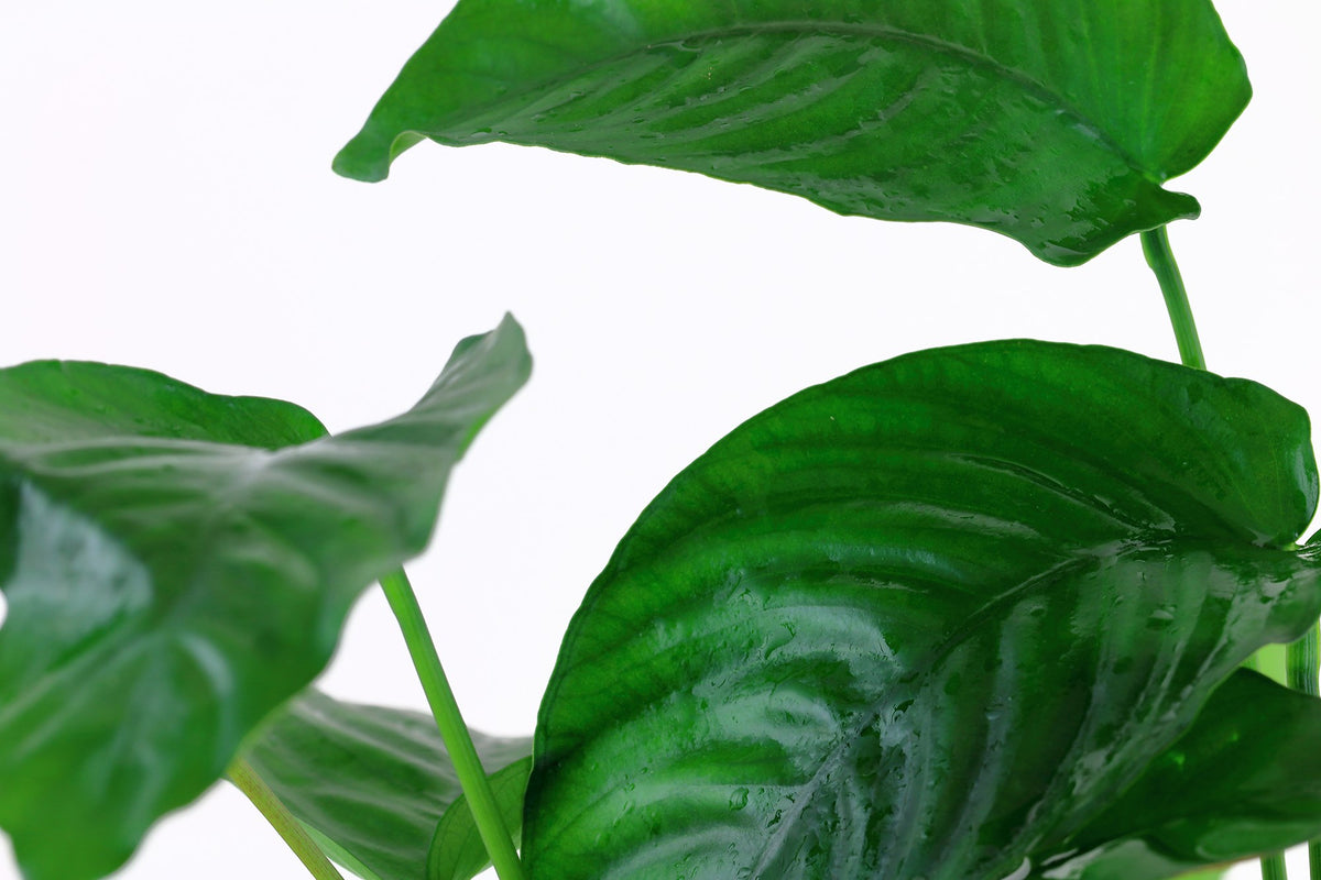 Anubias barteri var. caladiifolia — XL mother plant