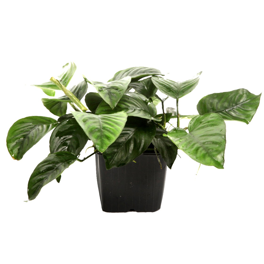 Anubias barteri var. caladiifolia — XL mother plant