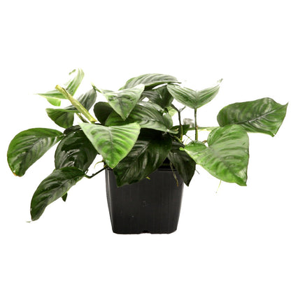 Anubias barteri var. caladiifolia — XL mother plant
