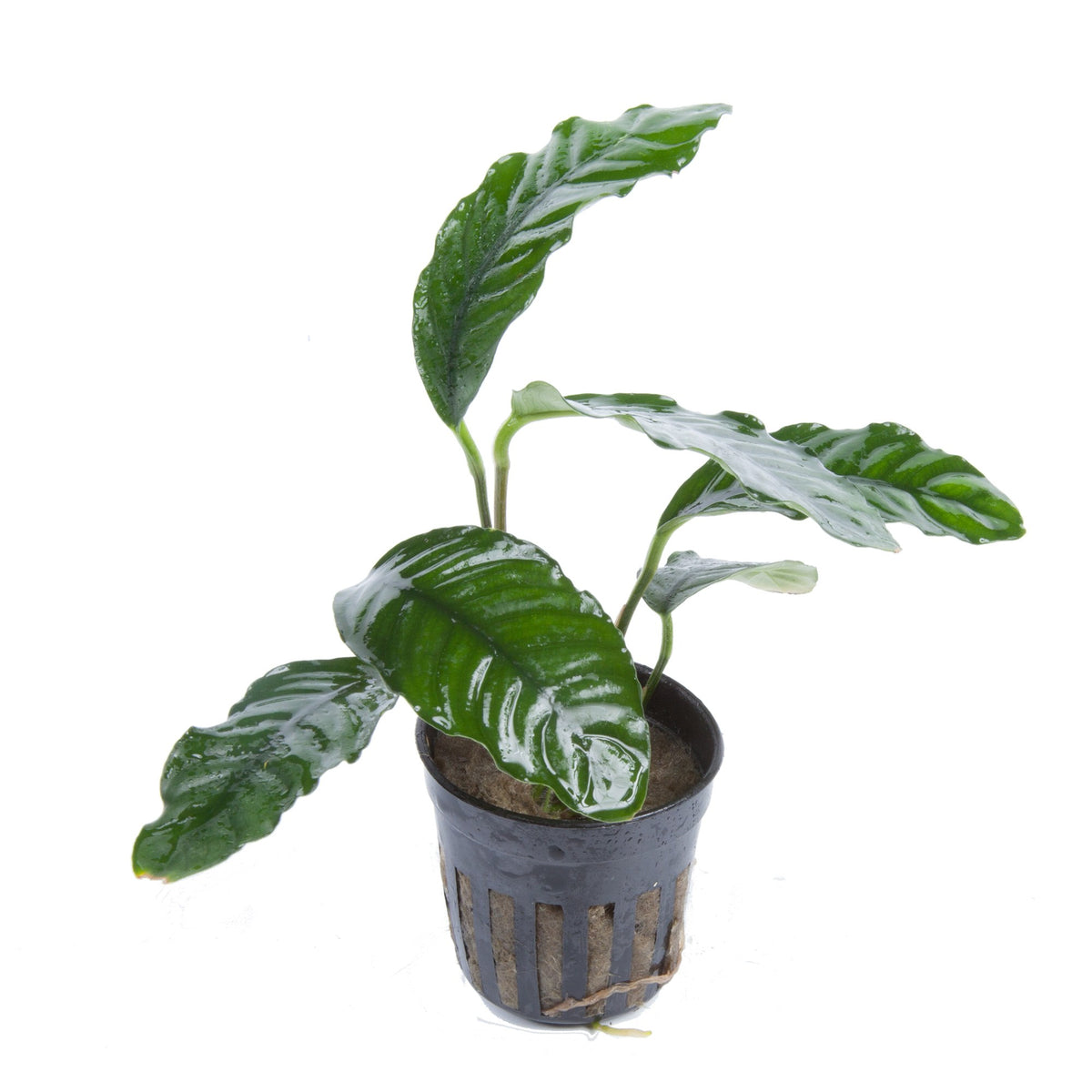 Anubias barteri var. 'Coffeifolia' - Potted Aquarium Plant — Potted