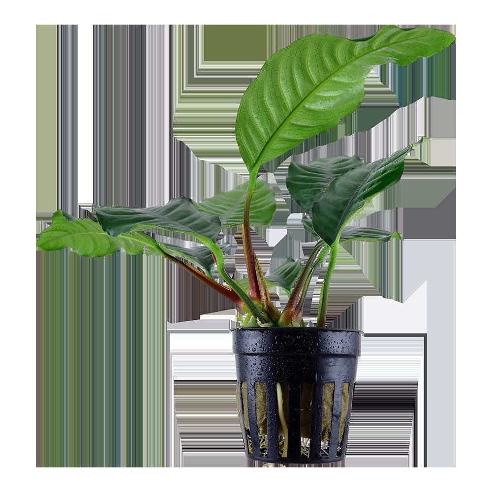 Anubias barteri var. 'Coffeifolia' - Potted Aquarium Plant — Potted
