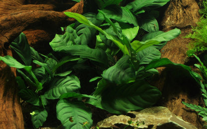 Anubias barteri var. 'Coffeifolia' - Potted Aquarium Plant — Potted