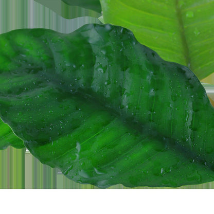 Anubias barteri var. 'Coffeifolia' - Potted Aquarium Plant — Potted
