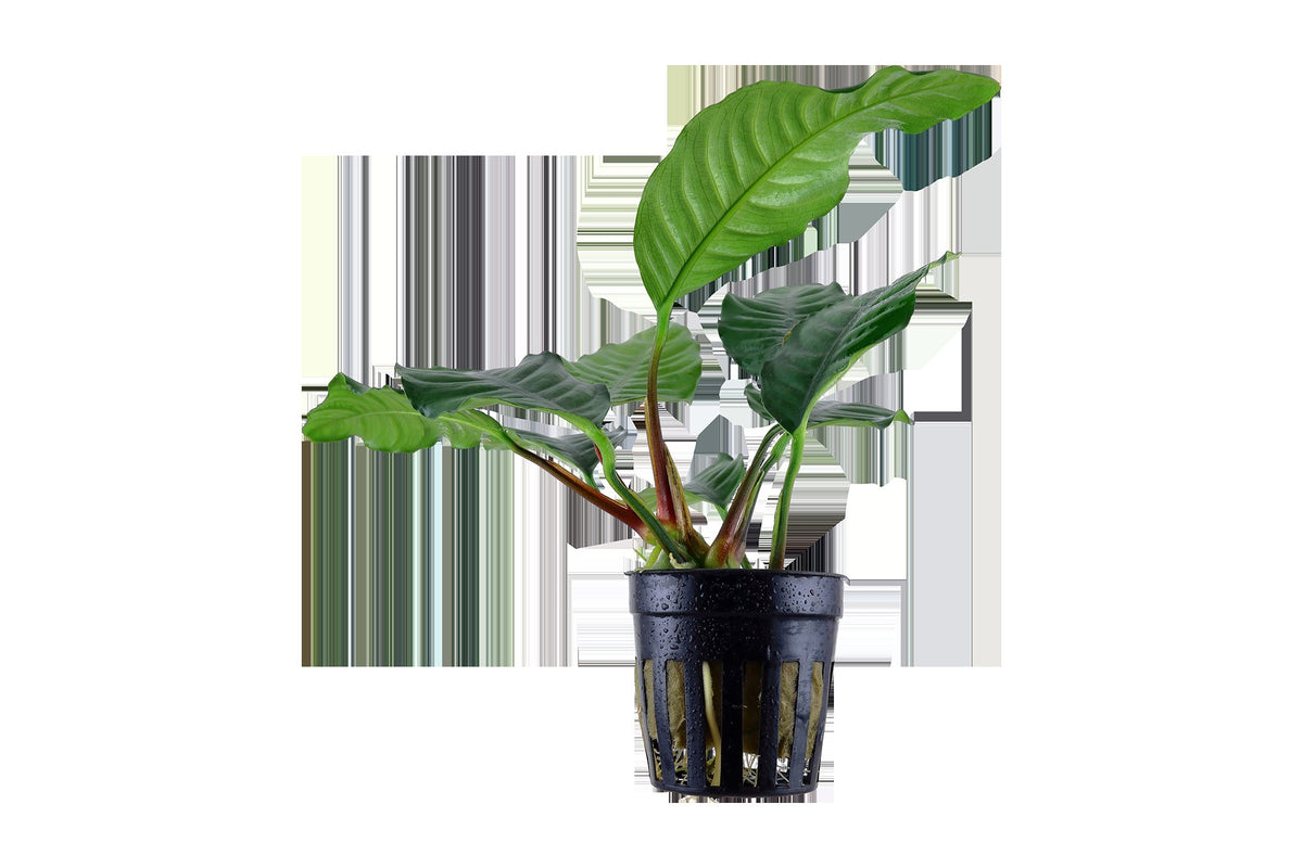 Anubias barteri var. 'Coffeifolia' - Potted Aquarium Plant — Potted