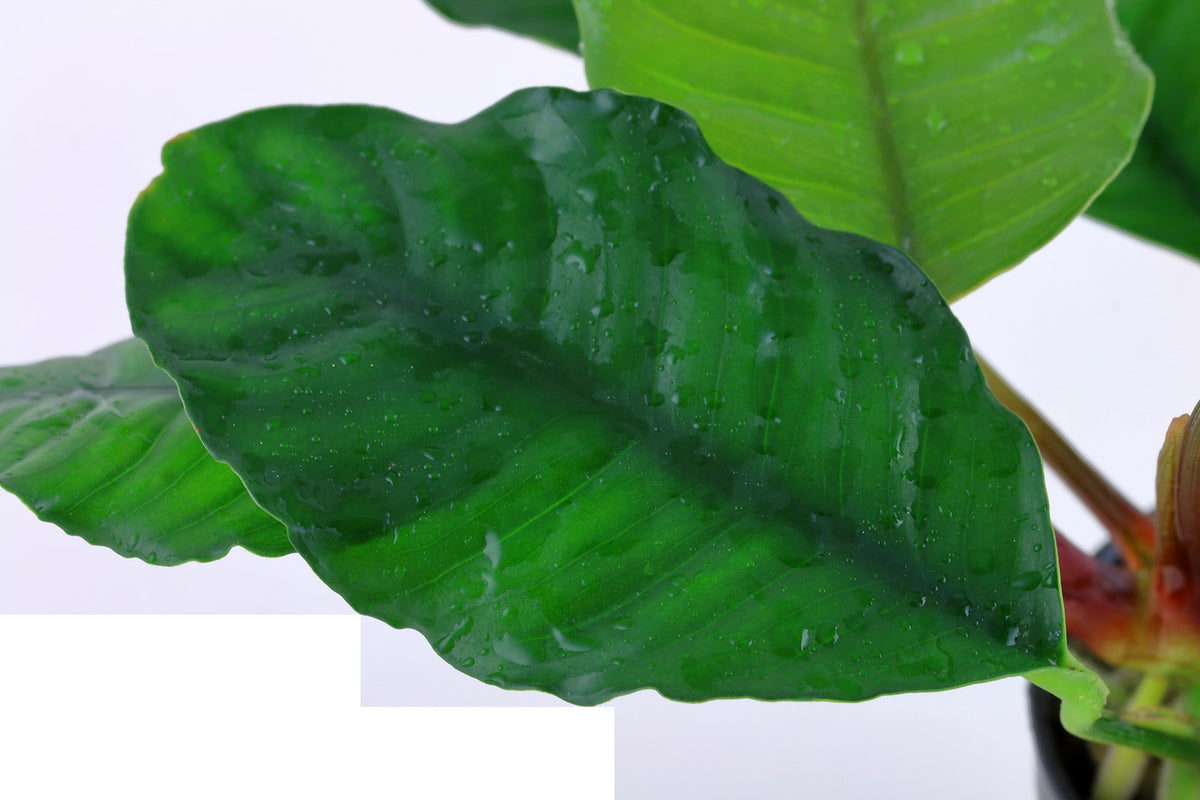 Anubias barteri var. 'Coffeifolia' - Potted Aquarium Plant — Potted