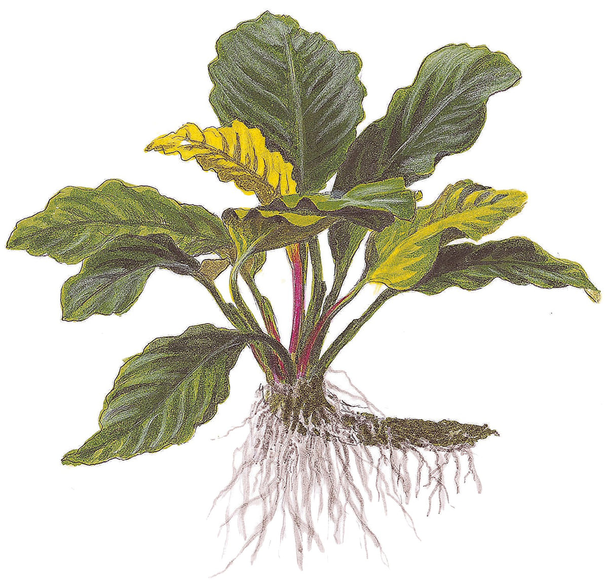 Anubias barteri var. 'Coffeifolia' - Potted Aquarium Plant — Potted