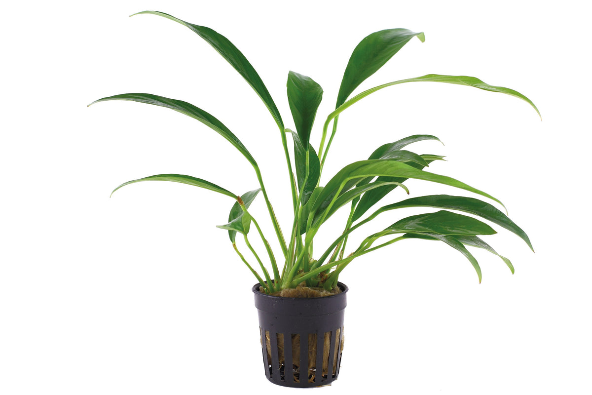 Anubias barteri var. glabra - Potted Plant — Potted