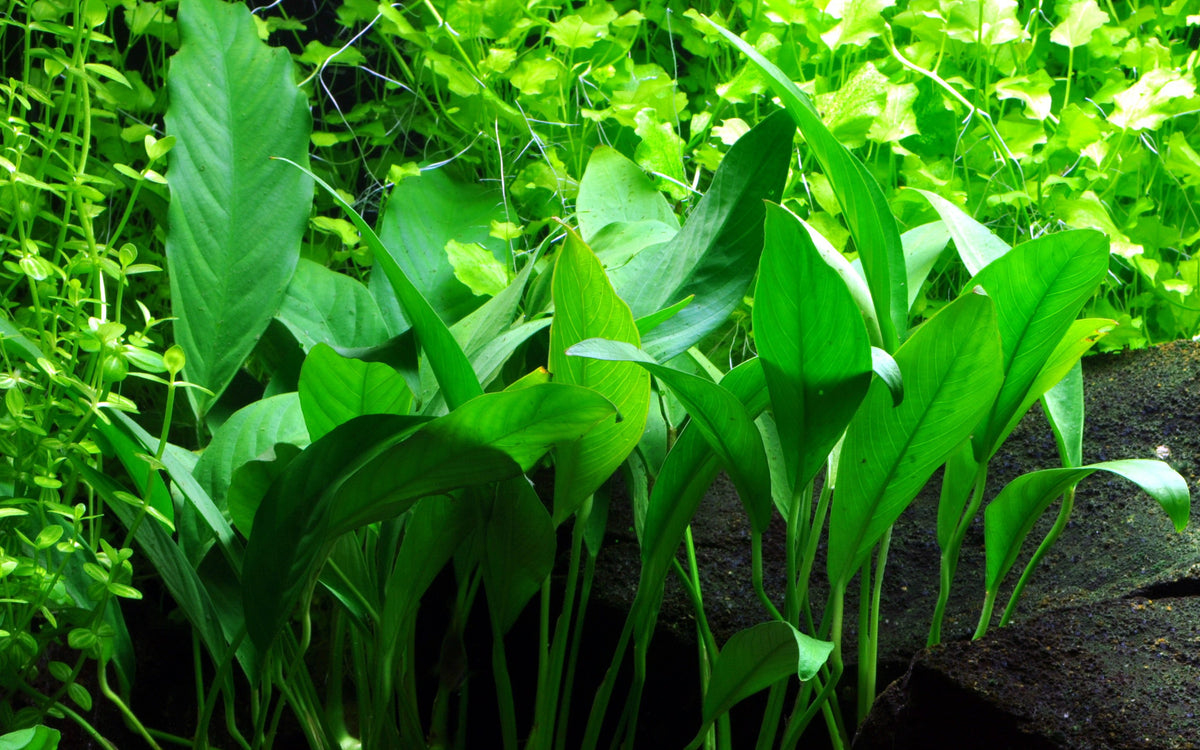Anubias barteri var. glabra - Potted Plant — Potted