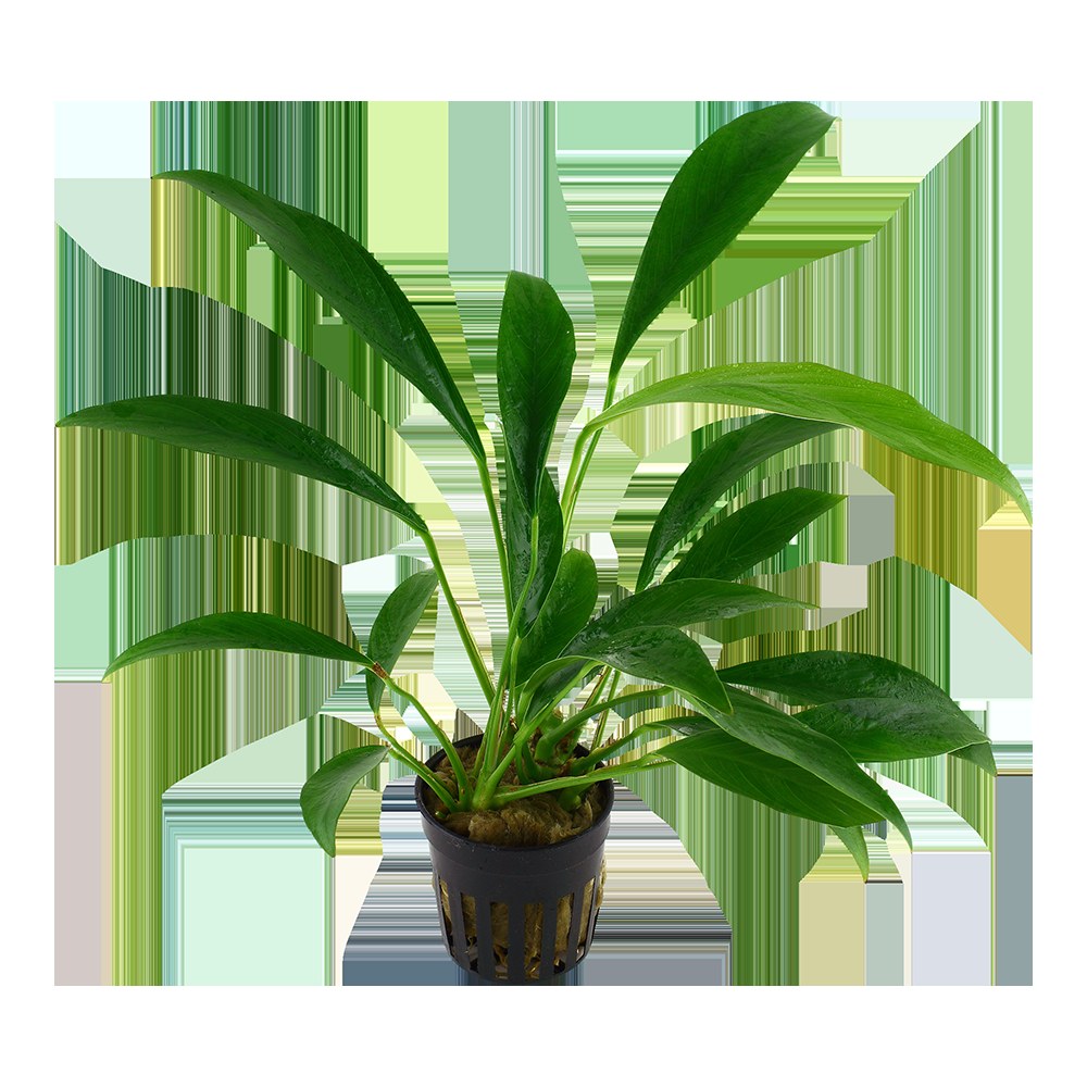 Anubias barteri var. glabra - Potted Plant — Potted