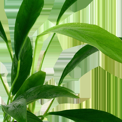 Anubias barteri var. glabra - Potted Plant — Potted