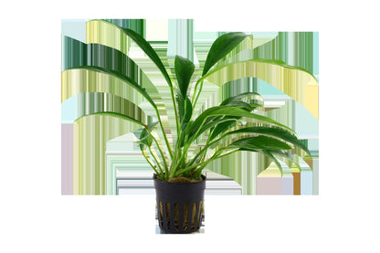 Anubias barteri var. glabra - Potted Plant — Potted