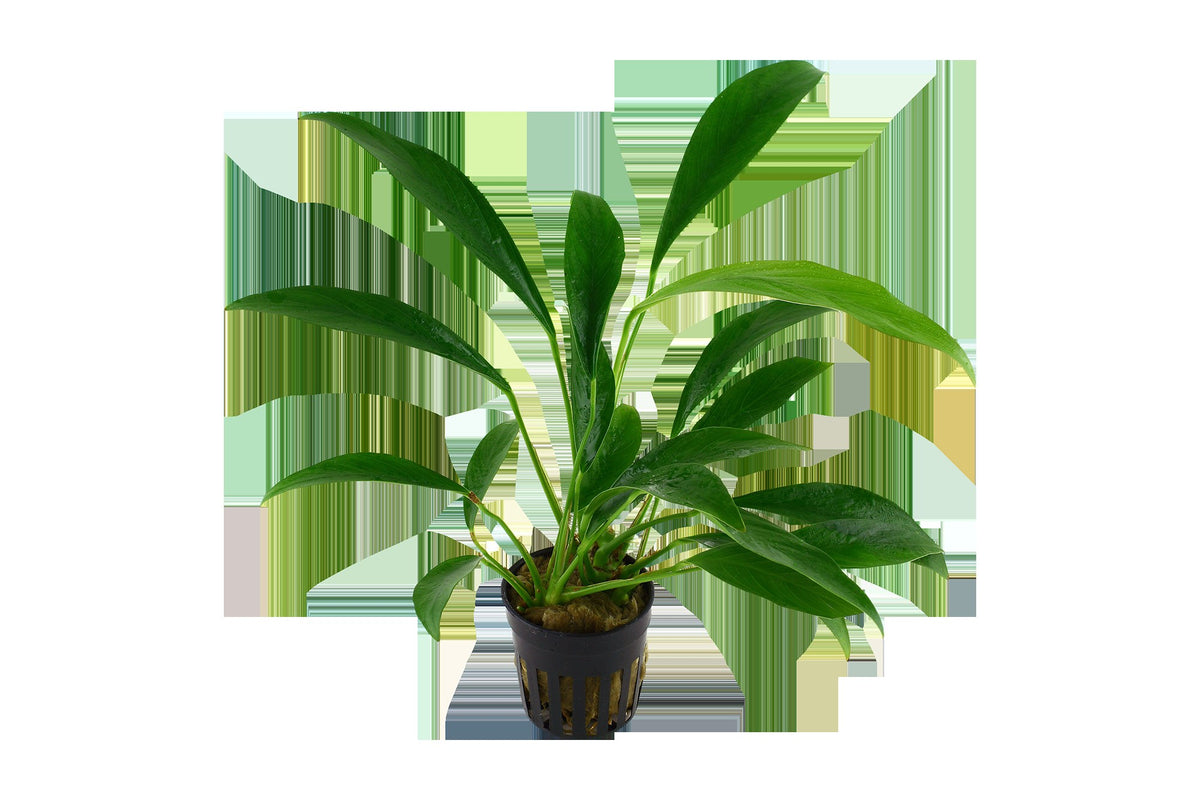 Anubias barteri var. glabra - Potted Plant — Potted