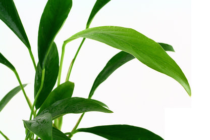 Anubias barteri var. glabra - Potted Plant — Potted