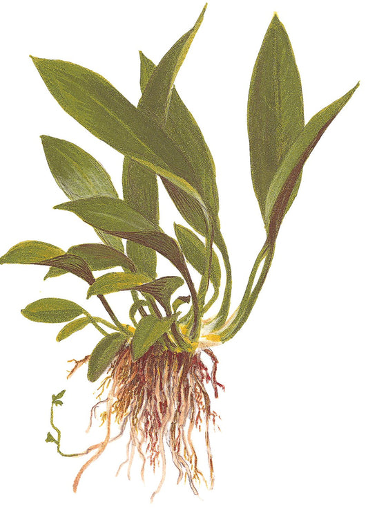 Anubias barteri var. glabra - Potted Plant — Potted